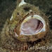scorpionfish_flasher_kbrja1_h_0059_sul2788.jpg